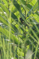 Paradoxornis flavirostris