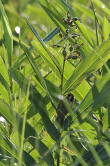 Paradoxornis flavirostris
