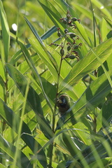 Paradoxornis flavirostris