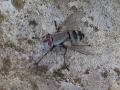 Microphthalma disjuncta