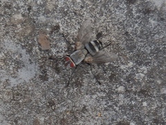 Microphthalma disjuncta