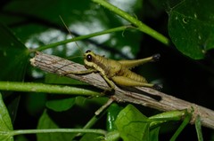 Eucosmetacris cingulata