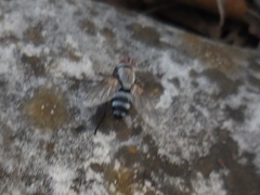 Microphthalma disjuncta