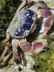 Cyclograpsus punctatus