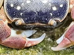 Cyclograpsus punctatus