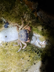 Cyclograpsus punctatus