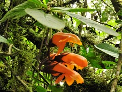 Columnea strigosa