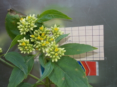 Schistocarpha eupatorioides