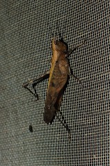 Phaeoparia lineaalba