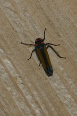 Sphaeropogonia aureatula