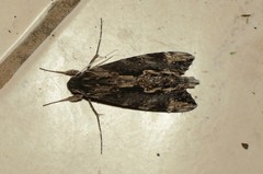 Erinnyis oenotrus