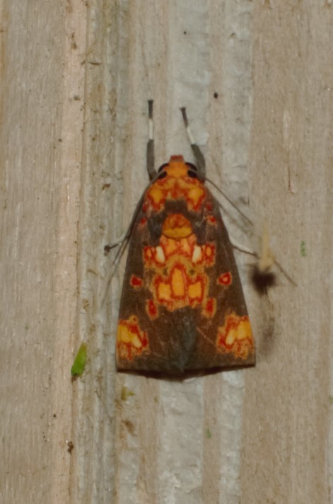 Melese nebulosa