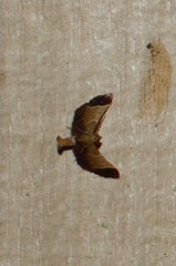 Hypsopygia amoenalis