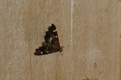 Hymenia
