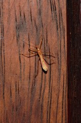 Saicinae