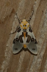 Idalus daga
