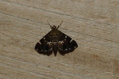 Hymenia