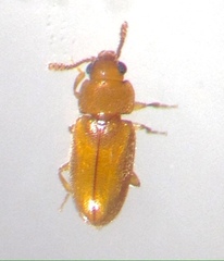 Cryptophilus