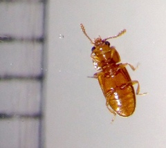 Cryptophilus