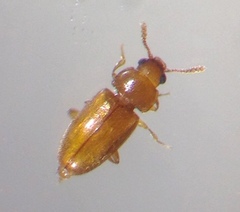 Cryptophilus