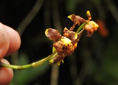 Cyrtochilum flexuosum