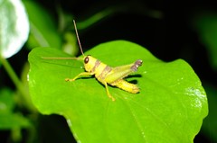 Pareusychius defurcus