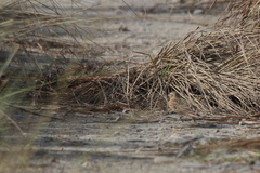 Calandrella dukhunensis