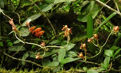 Cyrtochilum flexuosum