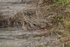 Calandrella dukhunensis