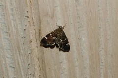 Hymenia perspectalis