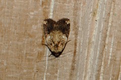 Hampsonodes