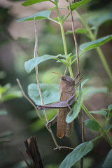 Cyrtacanthacridini