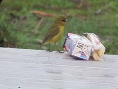Chlorodrepanis virens wilsoni