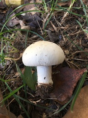 Agaricus