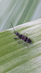 Bedunia cuspidata