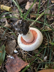 Agaricus