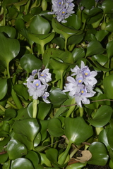 Eichhornia crassipes image