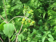 Sigesbeckia glabrescens
