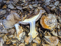 Cortinarius glaucopus