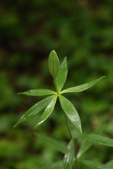 Lilium philadelphicum