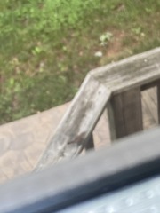 Troglodytes hiemalis