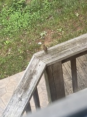 Troglodytes hiemalis