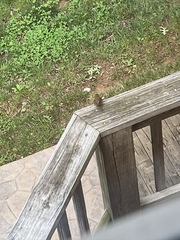 Troglodytes hiemalis