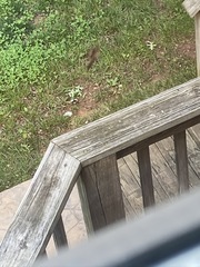 Troglodytes hiemalis