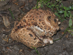 Agaricomycetes