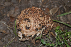 Agaricomycetes
