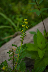 Rorippa palustris palustris