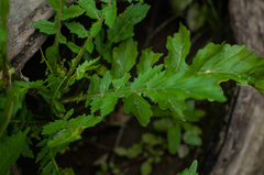 Rorippa palustris palustris