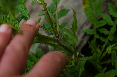 Rorippa palustris palustris