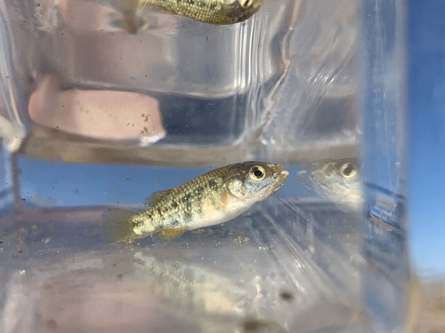 Hiko White River springfish (Crenichthys baileyi) — Goodeidae — 5